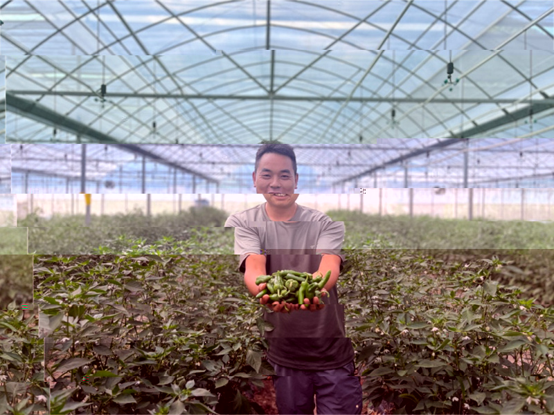 毛家河村村民種植辣椒增收